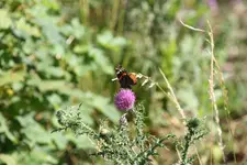 065.webp