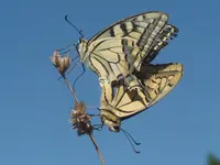 P7085020.webp