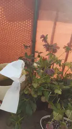 20190412_180019.webp