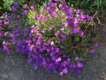IMG_0958.JPG