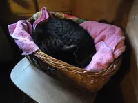 IMGP7600.webp