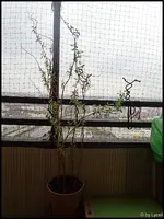 c064.webp