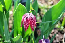 Garten im April 1.webp
