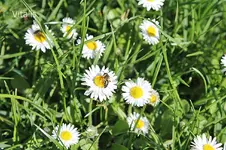 Garten im April 3.jpg