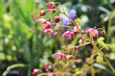 Garten im April 4.webp