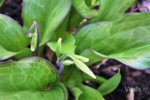 Garten im April 6.jpg