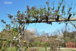 Garten im April 8.jpg