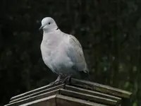 DSCF2155.webp