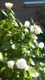 20190410_171831.webp