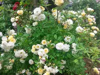 Ghislaine 1.webp