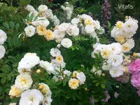Ghislaine 2.webp