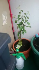 IMG-20190414-WA0000.webp