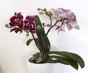 orchidee.webp