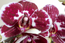 orchidee2.webp