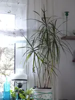 P1380640.webp