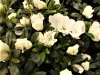 DSCI1084 (2).webp