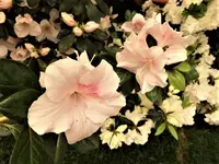 DSCI1092 (2).webp
