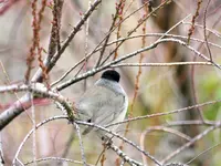 P1380642 - Kopie.webp