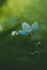 0M3A7366.webp