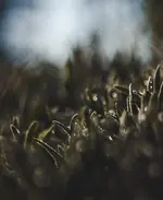 0M3A7600.webp 0M3A7600.webp