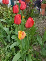20190412_105159.webp