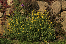 Felsensteinkraut_grün_gelb_800.webp