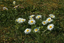 Gänseblümchen_daisy_in my garden_800.webp