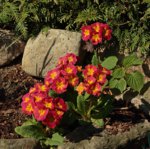 Primel_rot_orange_gelb_700.JPG
