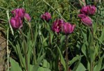 Tulpe_Negrita Double_dunkles pink_800.JPG