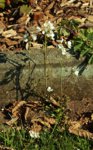 wildes Wiesenschaumkraut_weiß_700.JPG