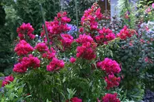 Bougenvillea2011.webp