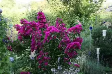 Bougenvillea2512.webp