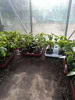 IMG_20190417_172243.webp