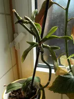DSCN0070.webp