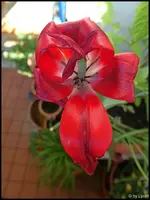 c081.webp