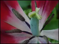 c082.webp