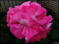 c083.jpg