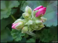 c084.webp