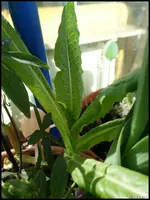 c085.webp