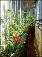 c089.webp