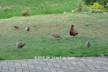 Forum Enten Fasane Ringeltaube 2019_04_17 P1110791.webp