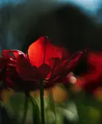 0M3A7688.webp 0M3A7688.webp