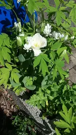 tulpe1.webp