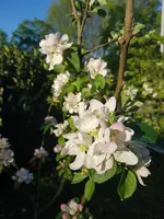 20190419_185316.webp