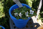 DSC07591.JPG