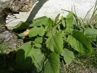 18_04_2019 (13).webp