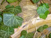 DSC00191.webp