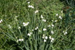 Frühling 1619.JPG