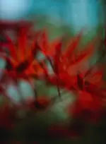 0M3A7703.webp 0M3A7703.webp