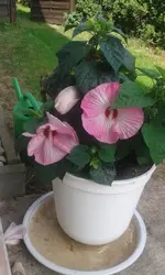 Bilder2018 Handy 2420.webp